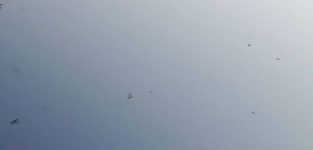 For Your Consumption Pleasure...GYULA TECH VIDEO